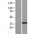 Western Blot: Caspase 7 Lysate [NBL1-08716] - Western Blot experiments. 
Left-Control; Right -Over-expression Lysate for CASP7
